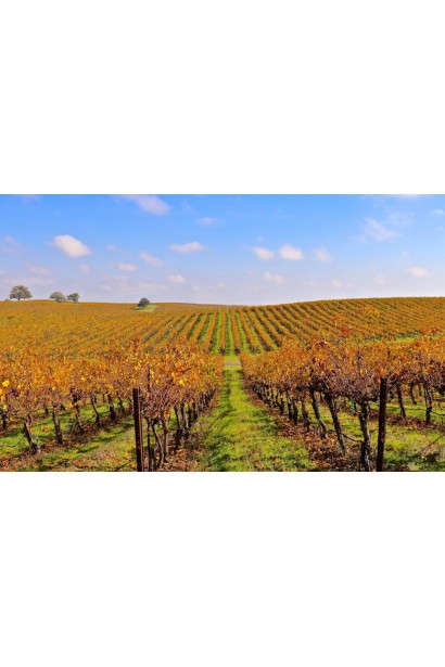 Виноградник промышленного масштаба осенью